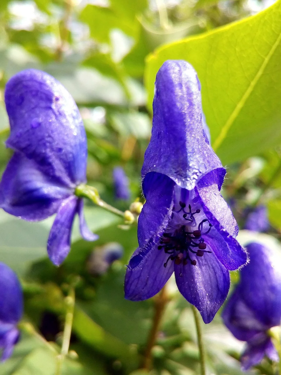 herbal treatment for nerve damage