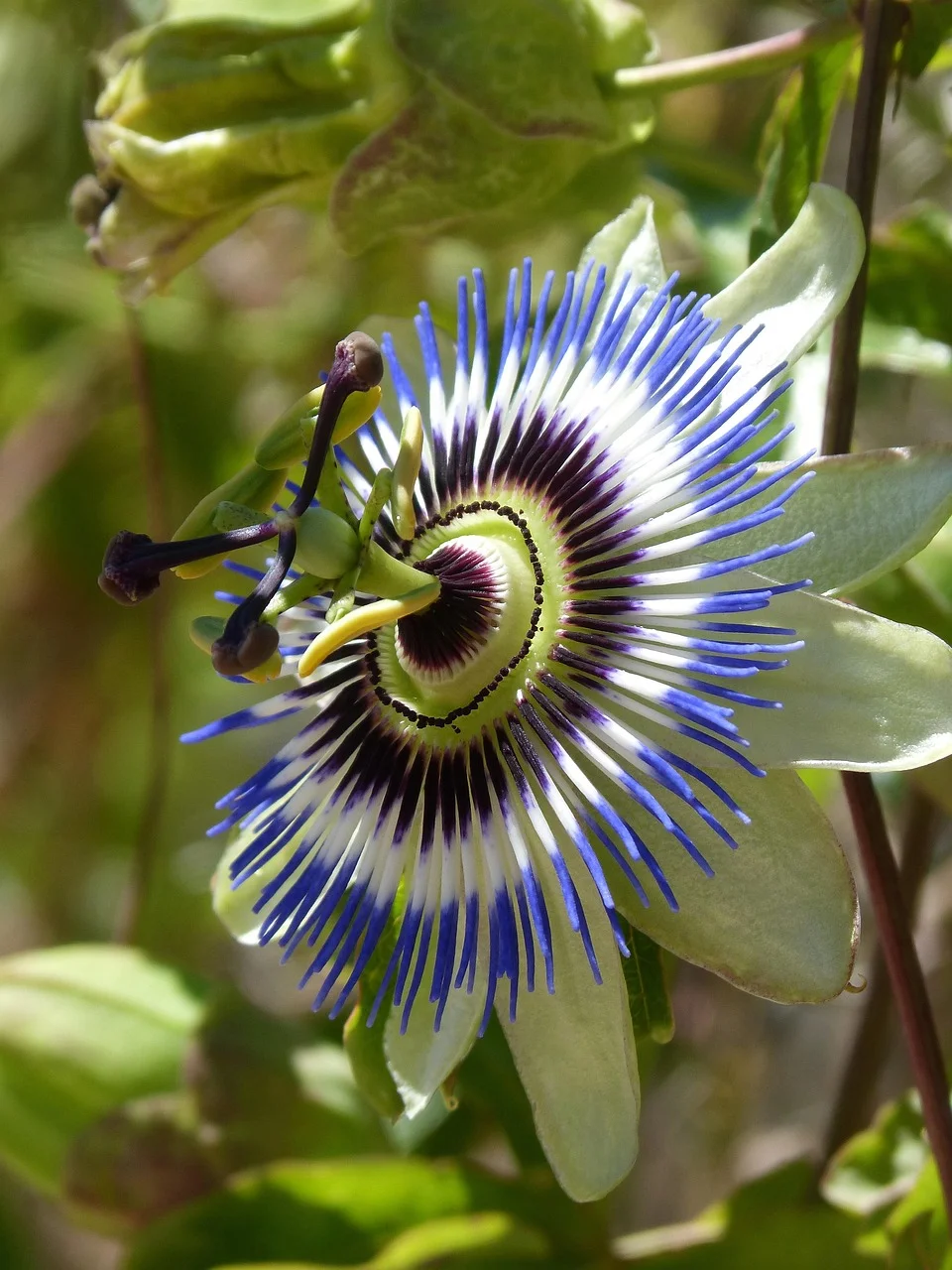 nerve pain relief herbs