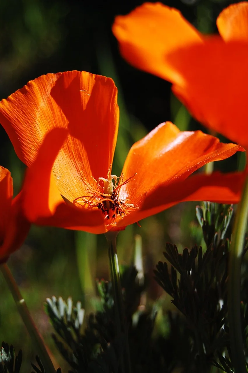 herbs to soothe nerve pain