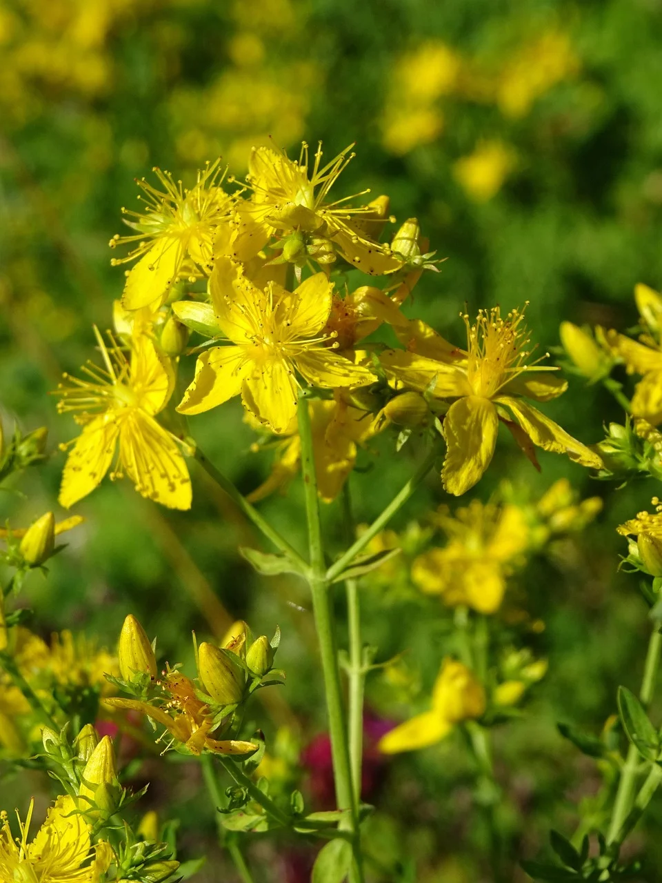 natural remedies for nerve pain