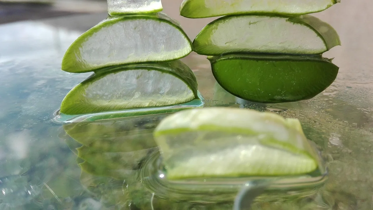 Aloe vera medicinal use