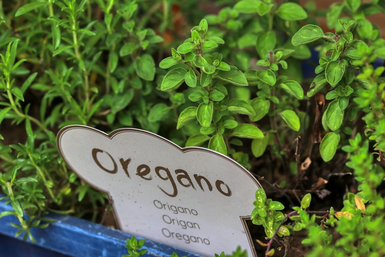 Best herbs for immunity