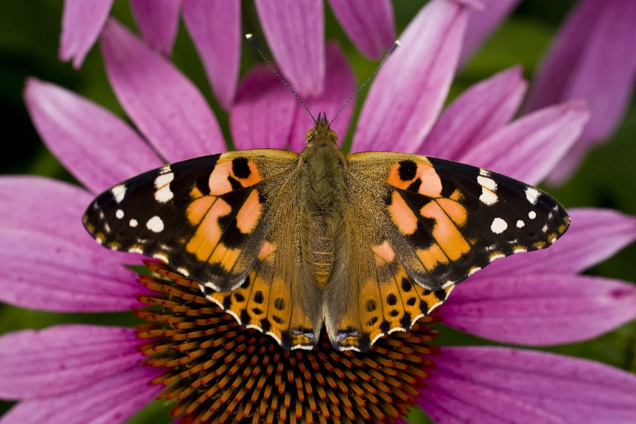 Best medicinal herbs to grow indoors