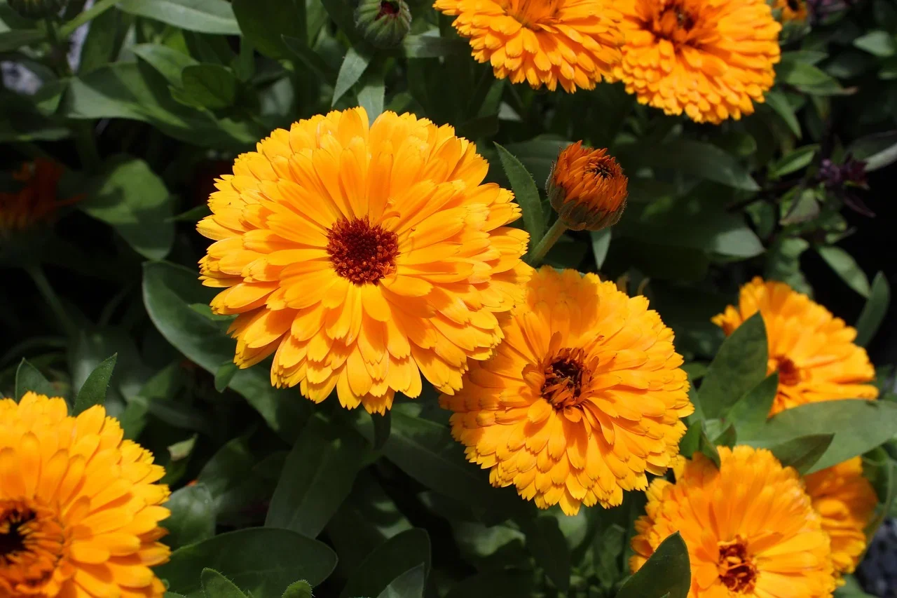 Easy-to-grow medicinal herbs