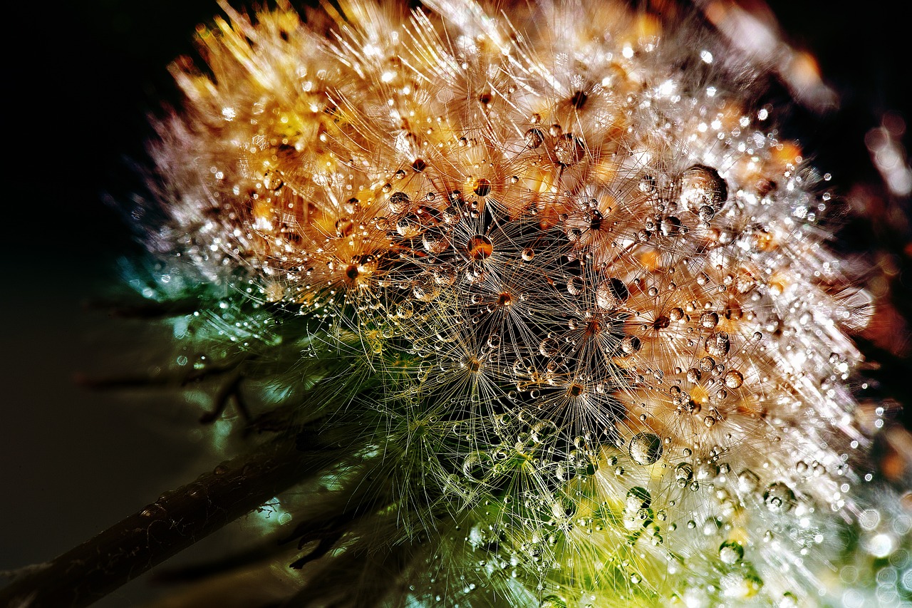 Herbal tinctures and salves