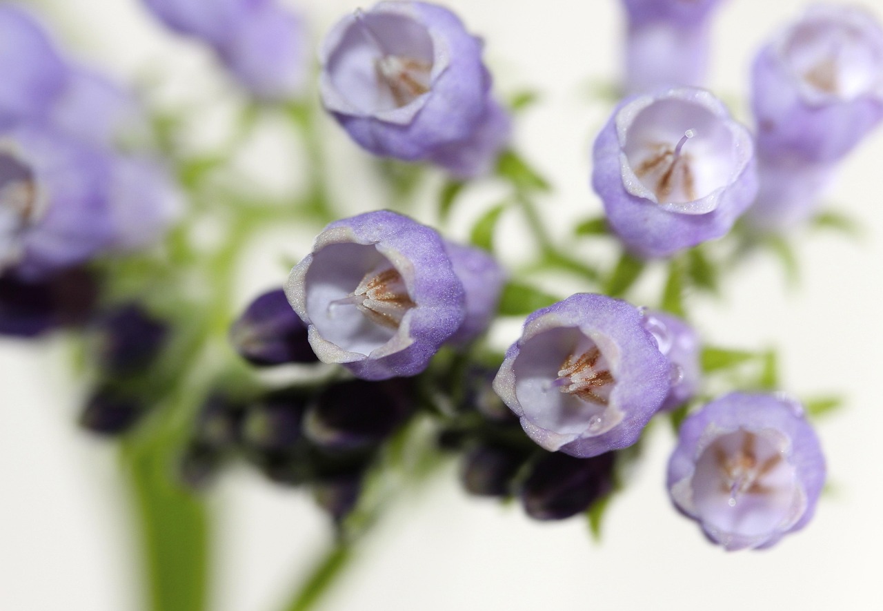 Holistic healing plants