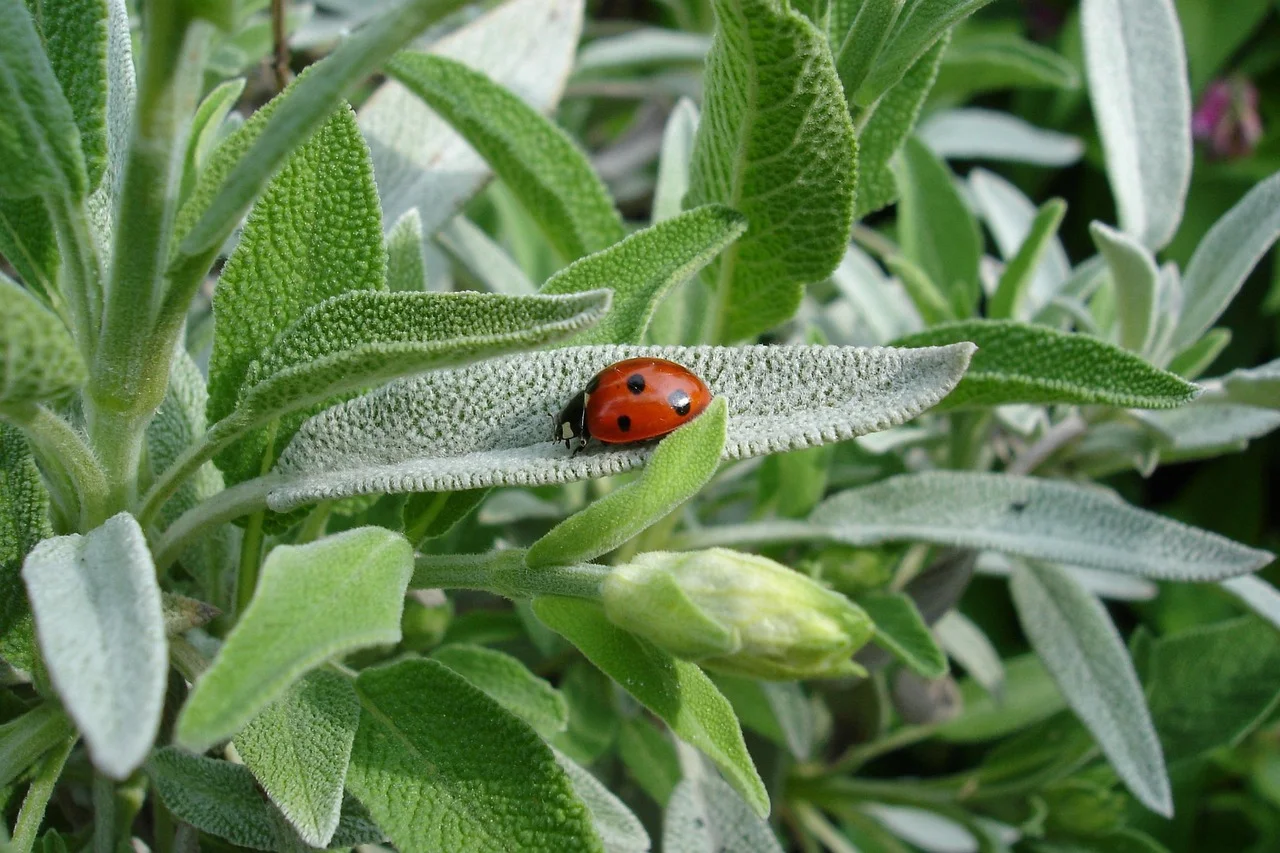 How to use homegrown herbs for healing