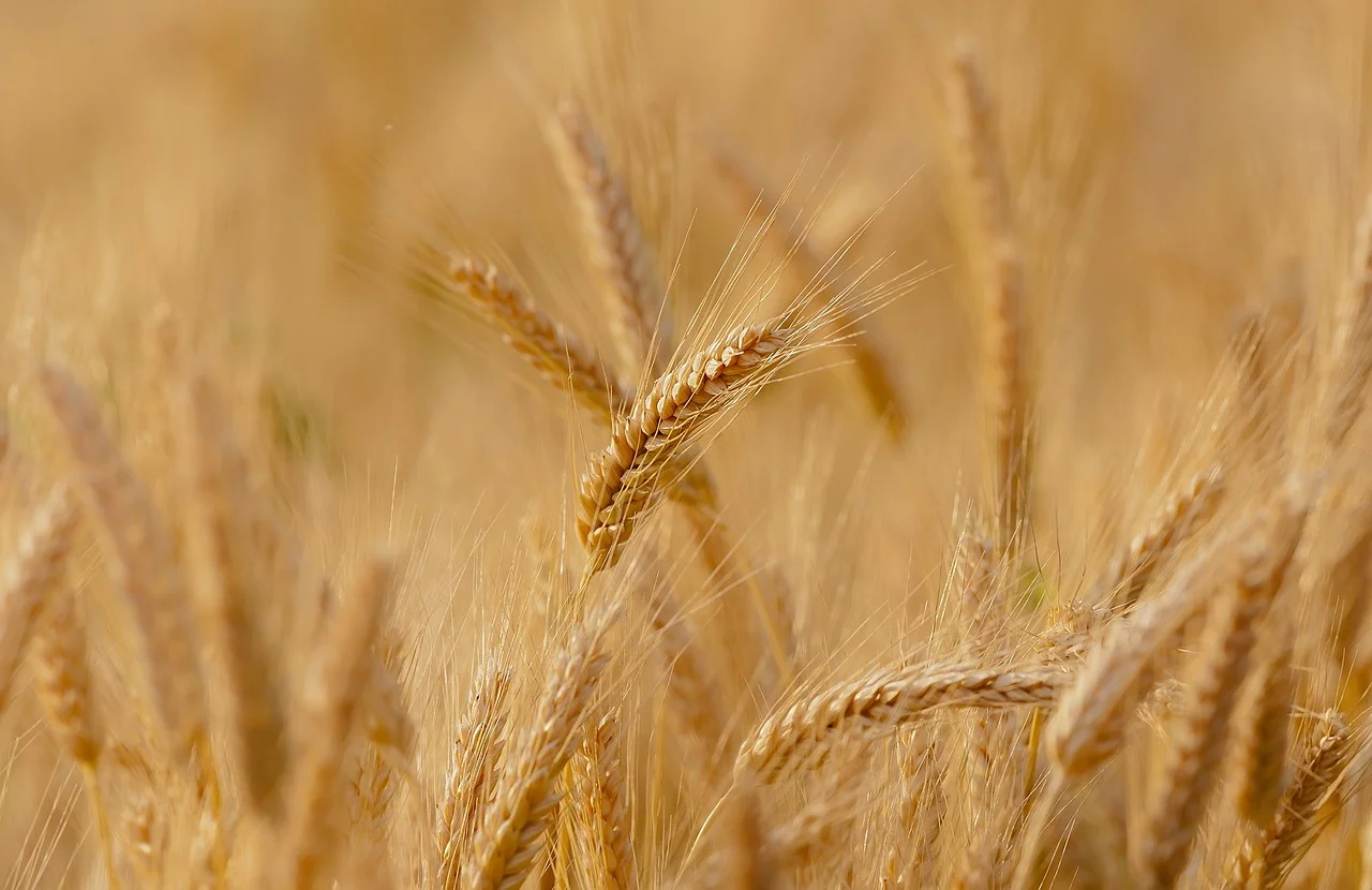 Long-term food storage