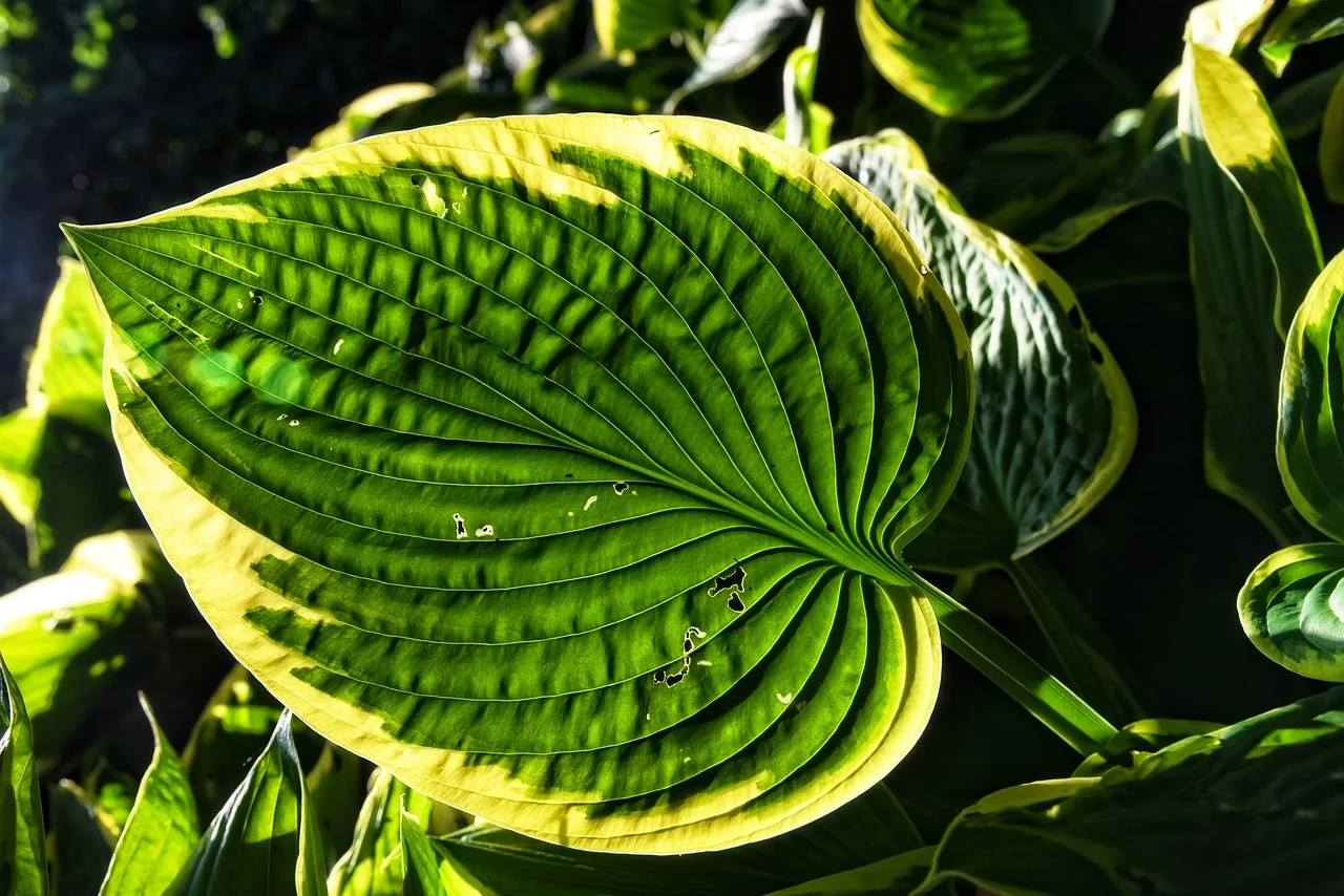 Medicinal herb garden