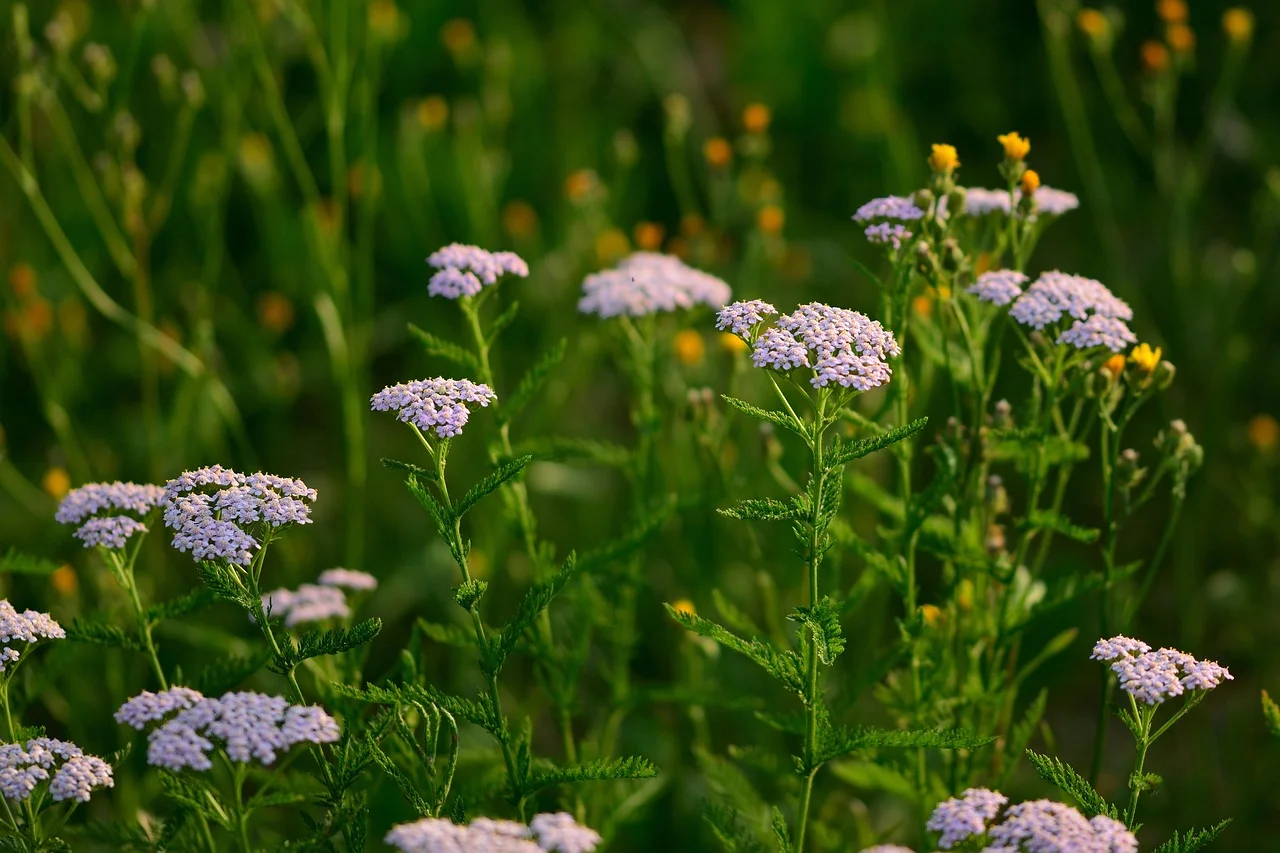 Medicinal herbs for cold and flu