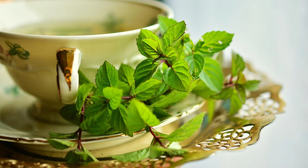 Medicinal plants for home garden