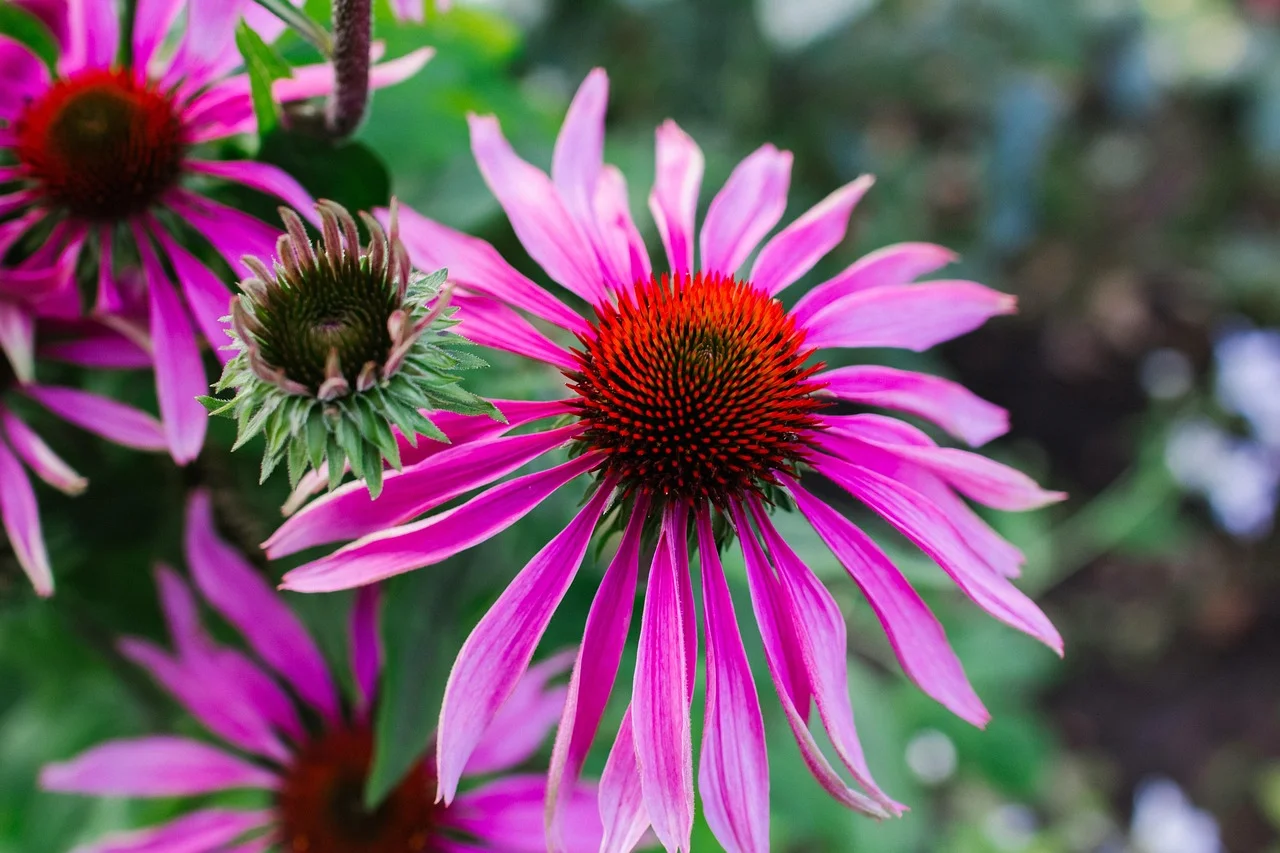 Echinacea for immune support