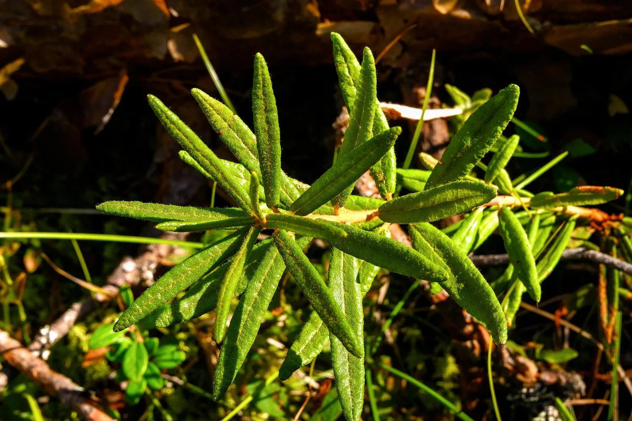 Self-sufficient healing herbs