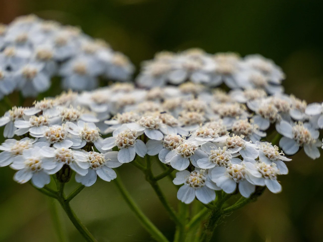 Yarrow for bleeding