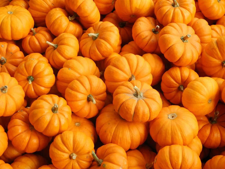 How to Grow Pumpkins