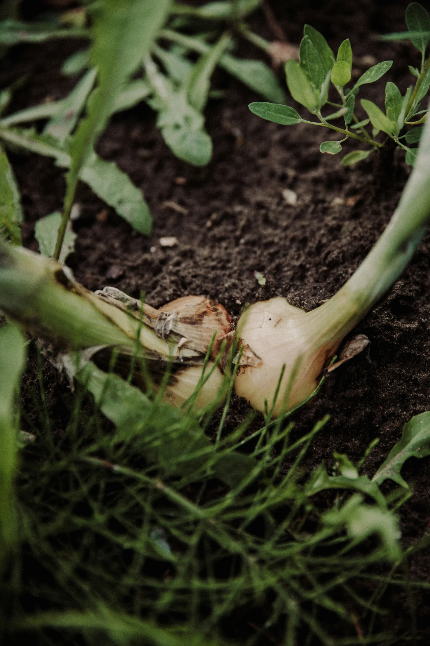 hardneck garlic container gardening
