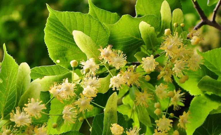 herbs-for-nerve-pain-relief