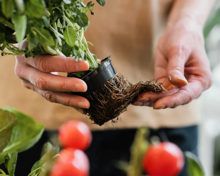 micro-homesteading