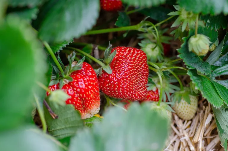 growing strawberry seeds