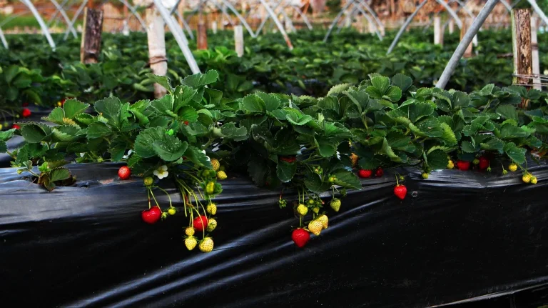 growing strawberries from seed