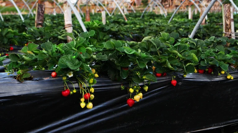 grow strawberries from seed