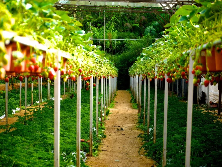 how to grow strawberries from seeds