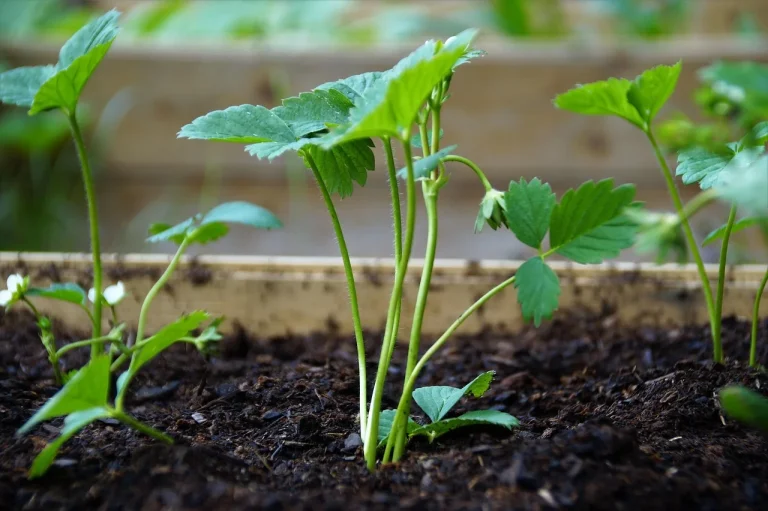 how to grow strawberries from seeds