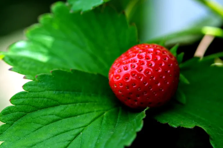 grow strawberries from seed