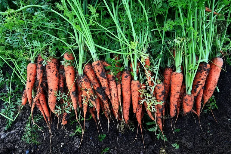 🥕 Carrot Container Gardening