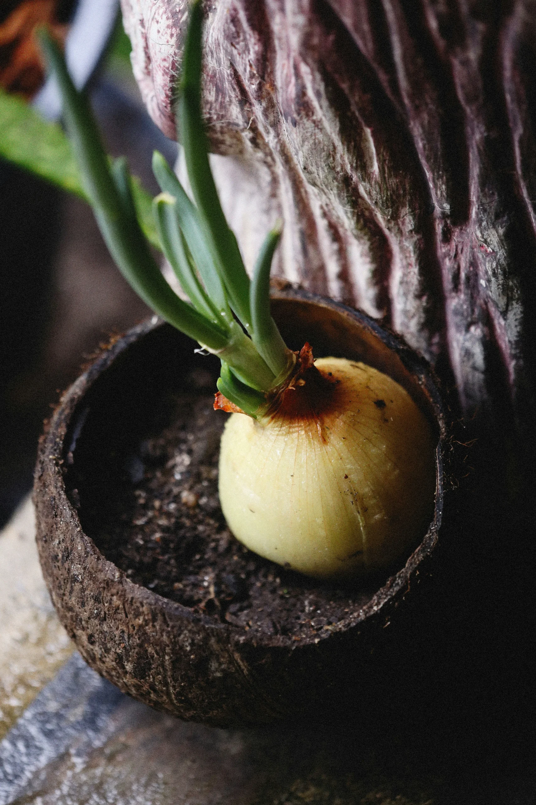 when to harvest garlic in pots