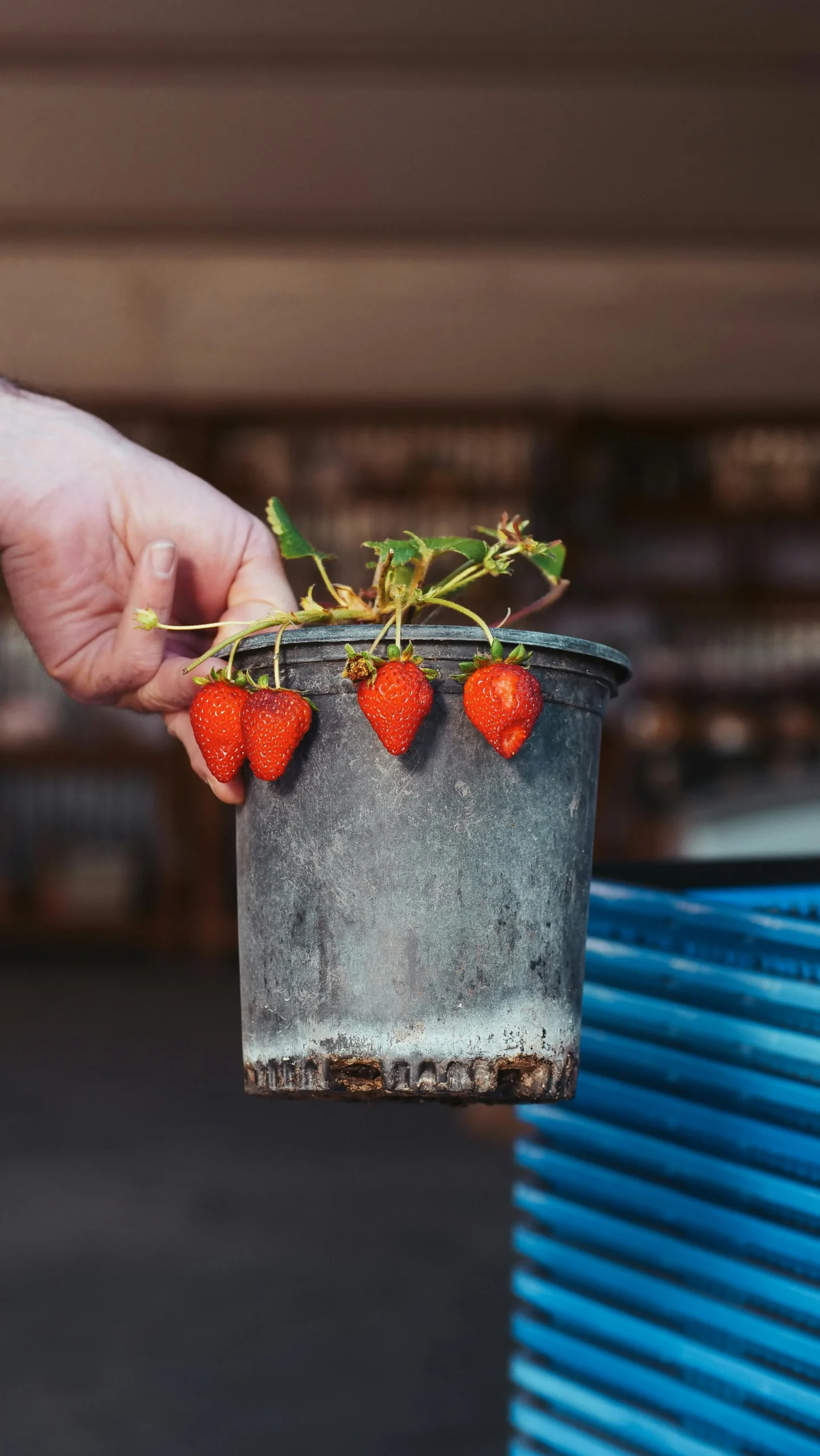 growing food in buckets