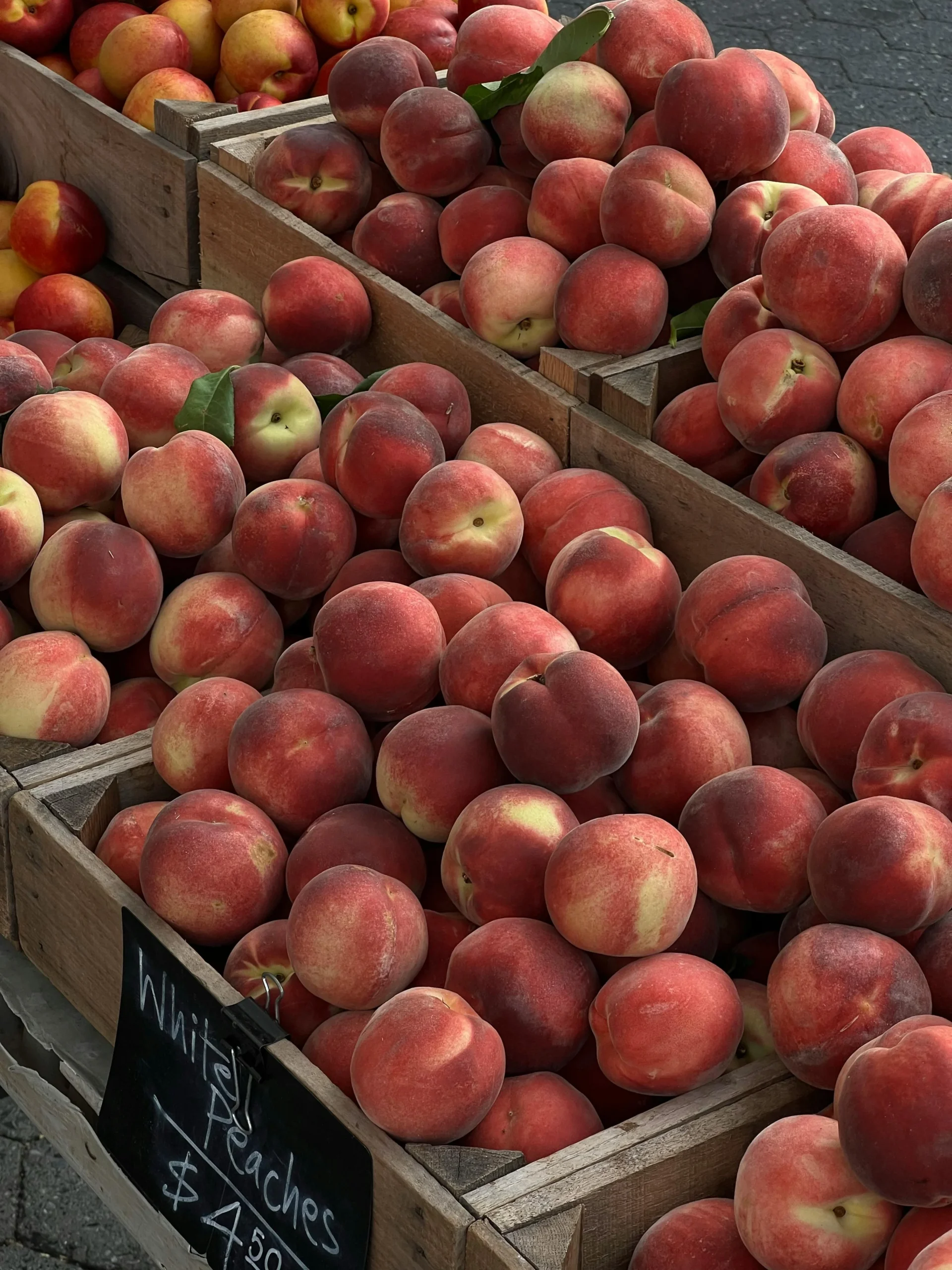 peach tree pests