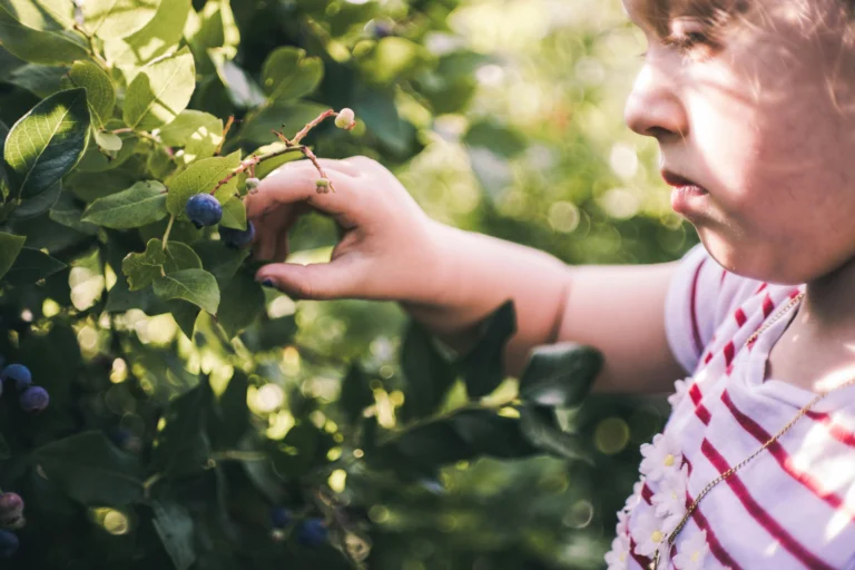 Mini Fruit Garden