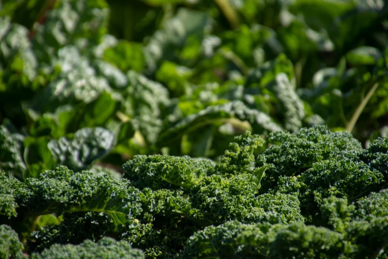 How to Grow Broccoli in Containers