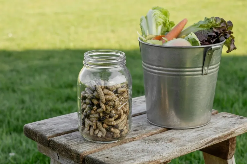 A jar of soldier fly larvae next to a pail of kitchen scraps