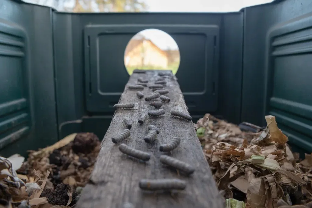 Larvae ramp leading to the exit hole