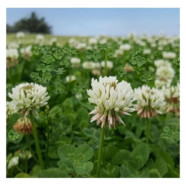 White Dutch clover