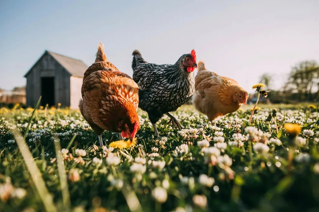 Hens grazing in clover and dandelions