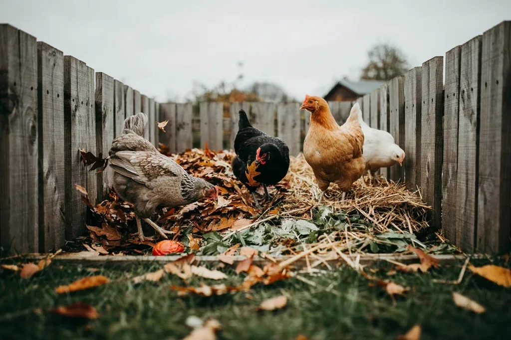 Chickens scratching through a backyard compost pile