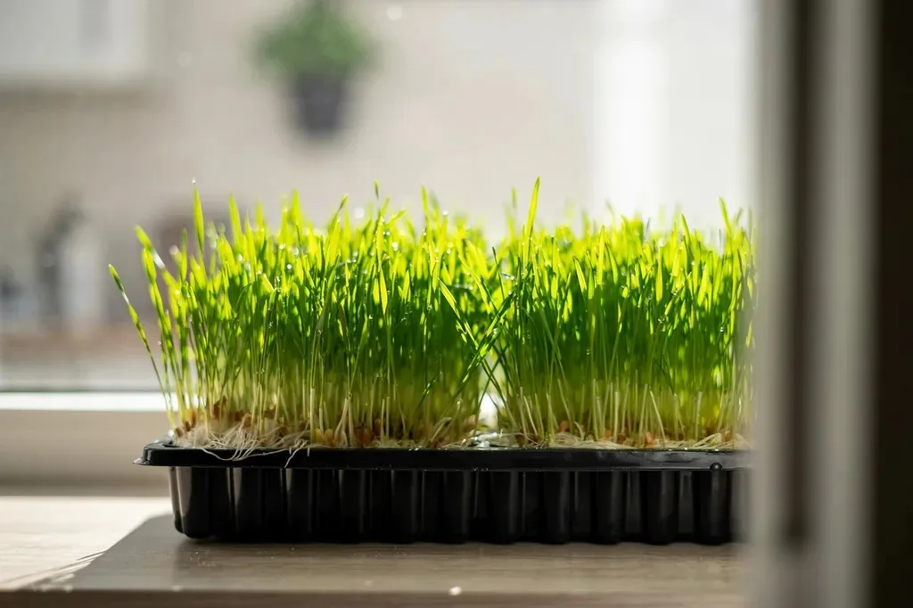 A tray of sprouted barley fodder for chickens