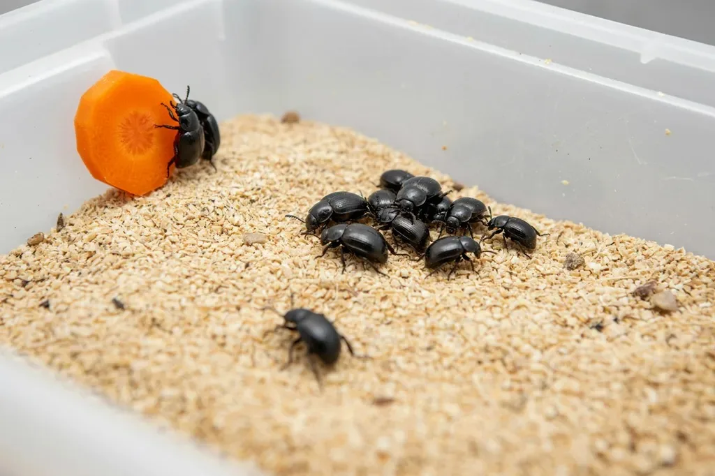 Darkling beetles in the breeding drawer of a mealworm farm