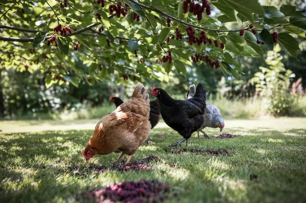 Hens eating ripe mulberries fallen under a mulberry tree