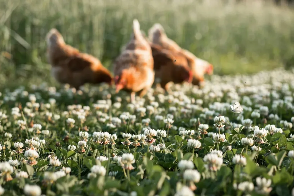 White clover patch with hens grazing