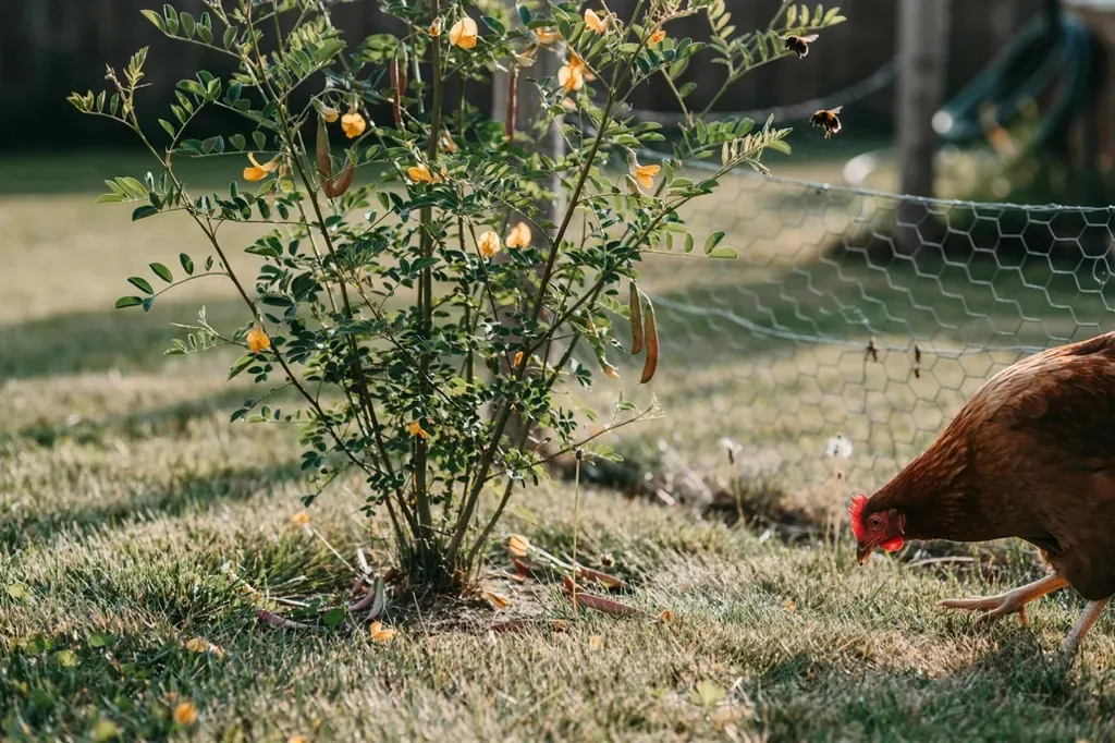 Siberian pea shrub with seed pods near a chicken run