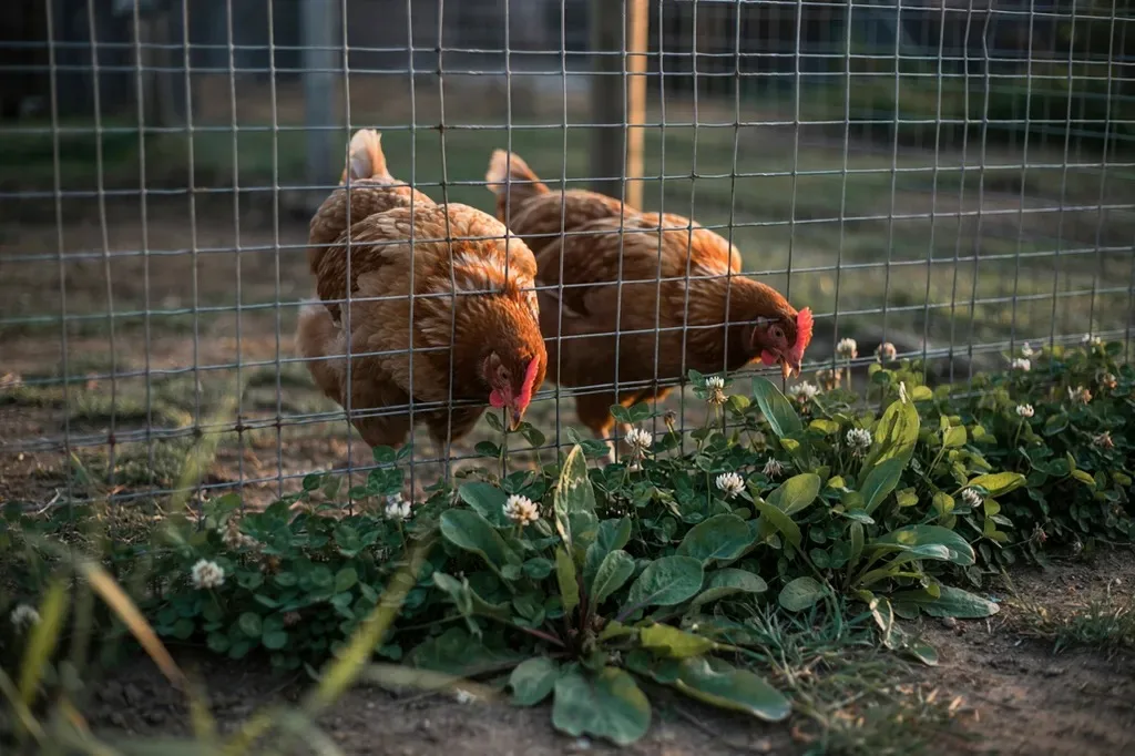 Greens growing along the outside of a chicken run fence